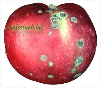 علف کش های شبه اکسینی